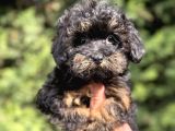 ÖZEL RENK TEACUP MALTİPOO BEBEKLER