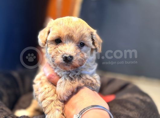 Mi̇ni̇ci̇k Malti̇poo Bebekler Burkemden görsel