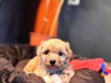 Mi̇ni̇ci̇k Malti̇poo Bebekler Burkemden