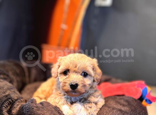 Mi̇ni̇ci̇k Malti̇poo Bebekler Burkemden görsel