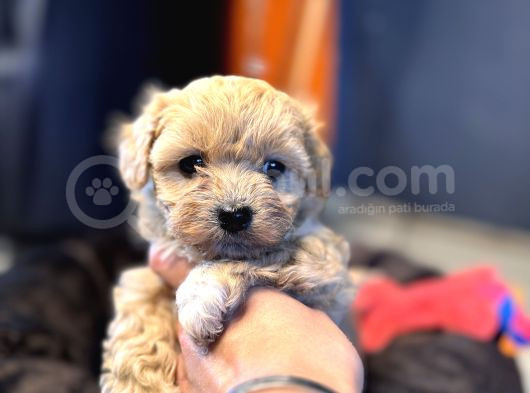 Mi̇ni̇ci̇k Malti̇poo Bebekler Burkemden görsel