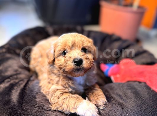 Mi̇ni̇ci̇k Malti̇poo Bebekler Burkemden görsel