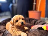MİNİCİK MALTİPOO BEBEKLER BURKEMDEN