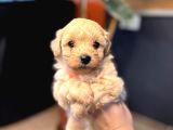 Mi̇ni̇ci̇k Malti̇poo Bebekler Burkemden