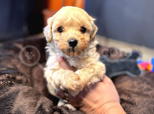 Mi̇ni̇ci̇k Malti̇poo Bebekler Burkemden görsel
