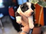 En Asi̇li̇ En Güzel Rengi̇ İle Border Collie