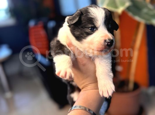 En Asi̇li̇ En Güzel Rengi̇ İle Border Collie görsel
