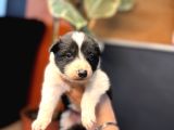 EN ASİLİ EN GÜZEL RENGİ İLE BORDER COLLIE