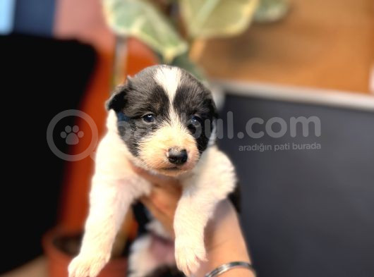 En Asi̇li̇ En Güzel Rengi̇ İle Border Collie