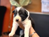 En Asi̇li̇ En Güzel Rengi̇ İle Border Collie