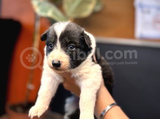 En Asi̇li̇ En Güzel Rengi̇ İle Border Collie görsel