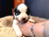 En Asi̇li̇ En Güzel Rengi̇ İle Border Collie