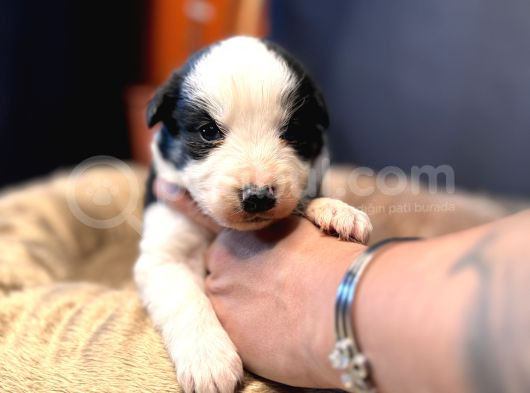 En Asi̇li̇ En Güzel Rengi̇ İle Border Collie görsel