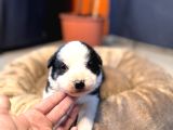 En Asi̇li̇ En Güzel Rengi̇ İle Border Collie