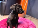 En Asi̇li̇ En Güzeli̇ Si̇yah Renk Labrador