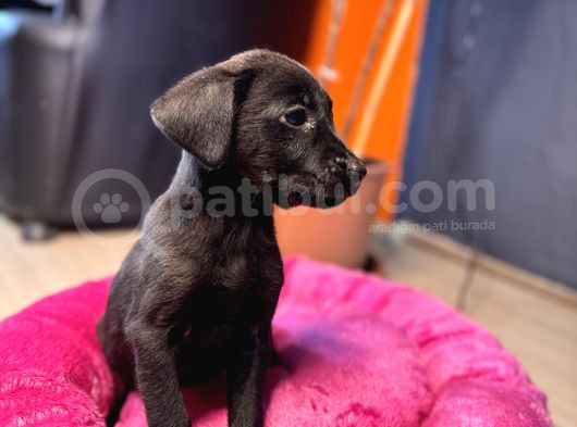 En Asi̇li̇ En Güzeli̇ Si̇yah Renk Labrador görsel