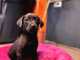 En Asi̇li̇ En Güzeli̇ Si̇yah Renk Labrador