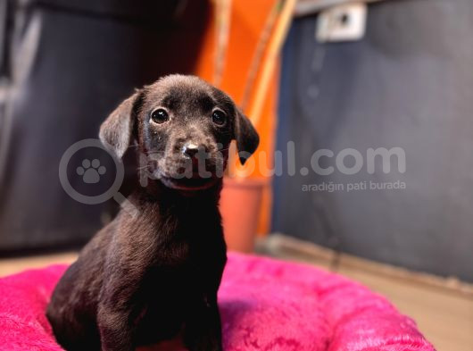 En Asi̇li̇ En Güzeli̇ Si̇yah Renk Labrador görsel