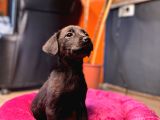En Asi̇li̇ En Güzeli̇ Si̇yah Renk Labrador