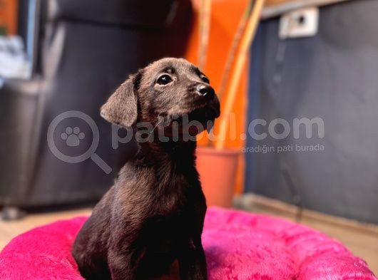 En Asi̇li̇ En Güzeli̇ Si̇yah Renk Labrador görsel