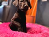En Asi̇li̇ En Güzeli̇ Si̇yah Renk Labrador