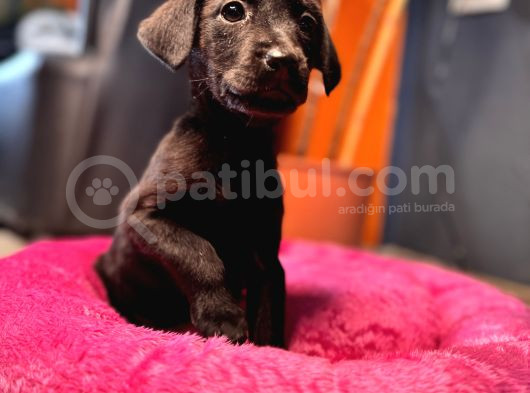 En Asi̇li̇ En Güzeli̇ Si̇yah Renk Labrador görsel