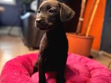 EN ASİLİ EN GÜZELİ SİYAH RENK LABRADOR