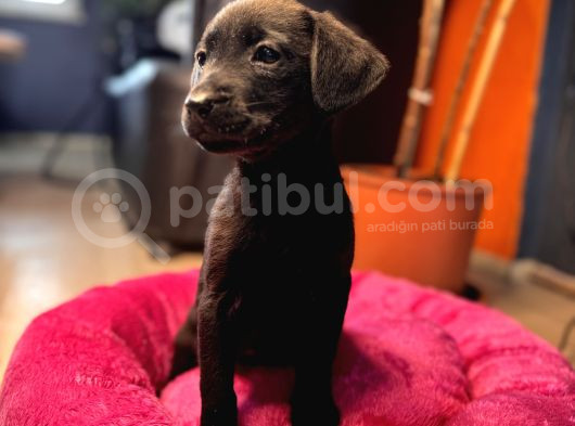En Asi̇li̇ En Güzeli̇ Si̇yah Renk Labrador