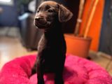 En Asi̇li̇ En Güzeli̇ Si̇yah Renk Labrador