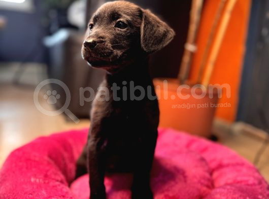 En Asi̇li̇ En Güzeli̇ Si̇yah Renk Labrador görsel