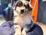 Blue Merle Erkek Dünya Yakişiklisi Bebek