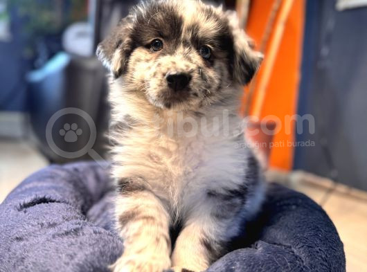 Blue Merle Erkek Dünya Yakişiklisi Bebek görsel