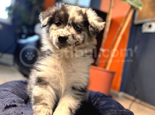 Blue Merle Erkek Dünya Yakişiklisi Bebek