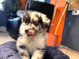 Blue Merle Erkek Dünya Yakişiklisi Bebek