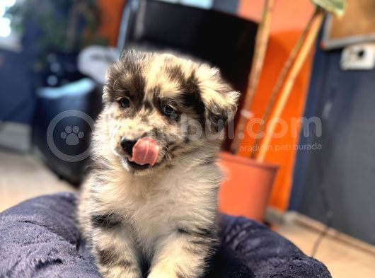 Blue Merle Erkek Dünya Yakişiklisi Bebek görsel