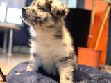Blue Merle Erkek Dünya Yakişiklisi Bebek