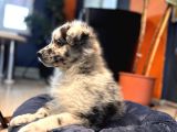 Blue Merle Erkek Dünya Yakişiklisi Bebek