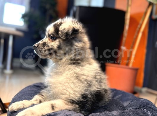 Blue Merle Erkek Dünya Yakişiklisi Bebek görsel