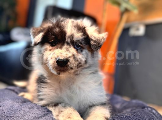 Blue Merle Erkek Dünya Yakişiklisi Bebek görsel