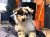 Blue Merle Erkek Dünya Yakişiklisi Bebek