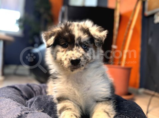 Blue Merle Erkek Dünya Yakişiklisi Bebek görsel