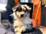 Blue Merle Erkek Dünya Yakişiklisi Bebek