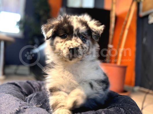 Blue Merle Erkek Dünya Yakişiklisi Bebek görsel