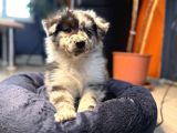 Blue Merle Erkek Dünya Yakişiklisi Bebek