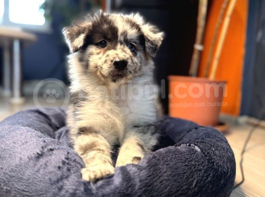 Blue Merle Erkek Dünya Yakişiklisi Bebek görsel