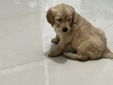 Zeki Golden Bebekler