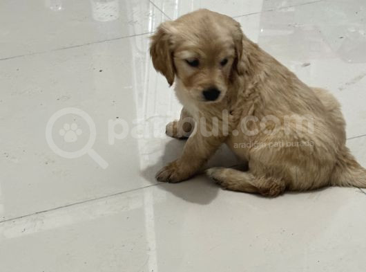 Zeki Golden Bebekler görsel