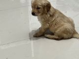 Zeki Golden Bebekler
