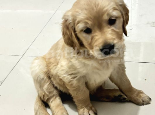 Zeki Golden Bebekler