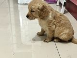 Zeki Golden Bebekler